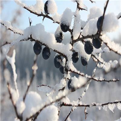 雷神战记游戏下载